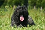 BOUVIER DES FLANDRES 511